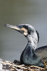 Great Cormorant (Phalacrocorax carbo)
