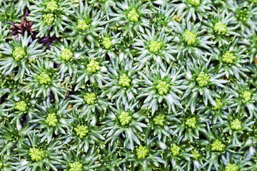 Cushion bolax (Azorella trifurcata 'Nana')