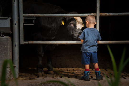 Un giovane toro nero fa amicizia con un bimbo, &egrave; un momento in cui si percepisce la delicatezza e la sensibilit&agrave; di questo potente animale di fronte alla disarmante fragilit&agrave; di un bimbo