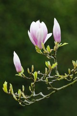 Tulip magnolia (Magnolia x soulangeana) Amabilis, cultivated variety