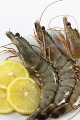 Raw Black Tiger Prawns (Penaeus monodon), shrimp with lemon on a plate ready for preparation