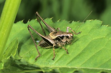 Dark Bush-cricket (Pholidoptera griseoaptera), male