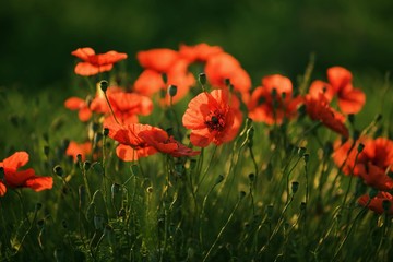 Naklejka premium Corn Poppy (Papaver rhoeas), Plateau de Valensole, Provence, France, Europe