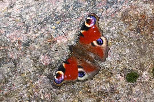 Peacock butterfly (Inachis io) taking a sunbath on a stone
