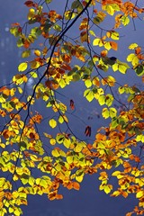 Autumn-coloured leaves, European Beech (Fagus sylvatica)