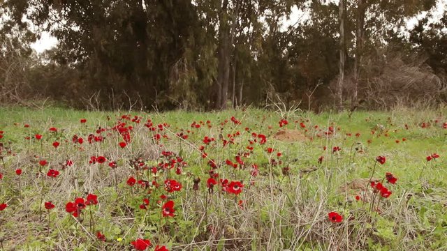 Wide field of red anemones on a wind front of eucalyptus forest
