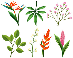 Different types of flowers and leaves