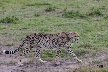 Cheetah (Acinonyx jubatus), Masai Mara National Reserve, Kenya, East Africa, PublicGround, Africa