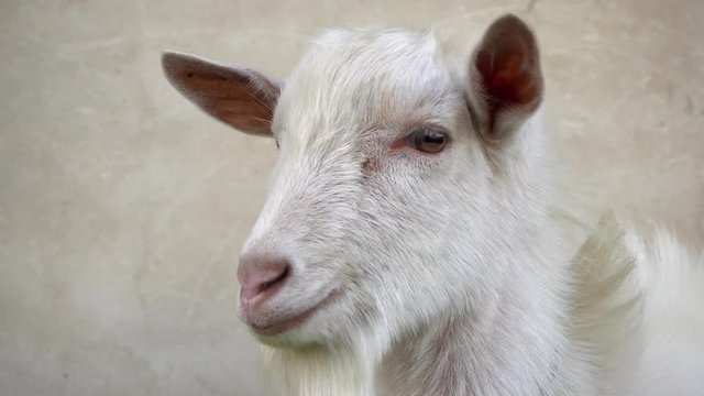 A cute young white goat looks in different directions close up.