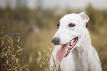 Greyhound
