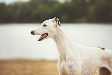 Fototapeta premium Greyhound