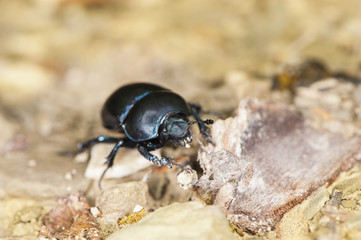 Scarafaggio nero su foglia