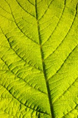 Leaf structure, close-up