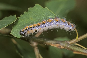 Chocolate-tip (Clostera curtula), caterpillar in aspen tree
