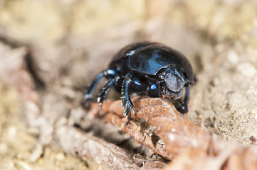 Scarafaggio nero su foglia