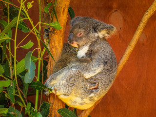 Lone Pine Sanctuary in Brisbane, Queensland