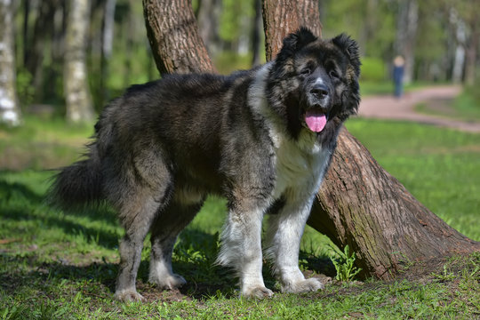 Lions and tigers and bears don't scare the Caucasian ovcharka Caucasian shepherd