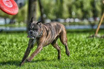 German boxer with cropped ears playing