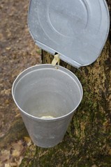 Metal bucket attached to a tap in a sugar maple, collecting maple sap to make maple syrup, Ontario, Canada, North America