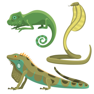 Reptile and amphibian colorful fauna vector illustration reptiloid predator reptiles animals.