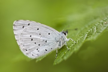 Holly Blue (Celastrina argiolus)