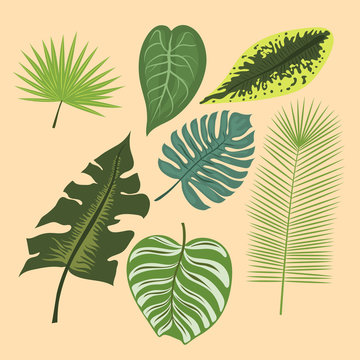 Tropical leaves summer green exotic jungle palm leaf nature plant botanical hawaii flora vector illustration.