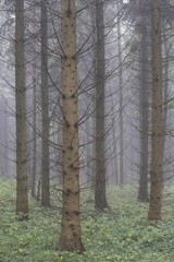 Obraz premium Spruce forest (Picea abies)