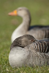 Greylag or Graylag geese (Anser anser), Stuttgart, Baden-Wuerttemberg, Germany, Europe