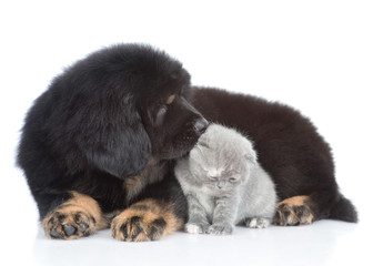 Puppy of a Tibetan mastiff sniffing a kitten. isolated on white background