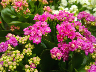 Obraz premium Kalanchoe blossfeldiana in florist shop. Background image, selective focus.