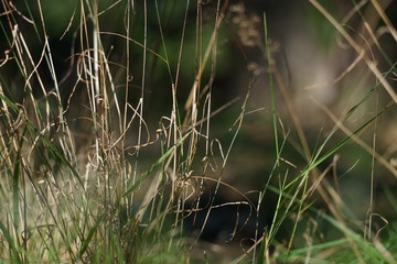 Gras in einer Waldlichtung