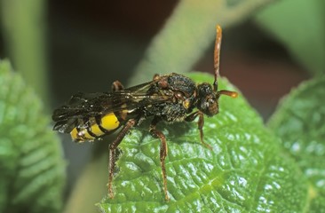 Redhead Wasp-bees (Nomada lathburiana), female