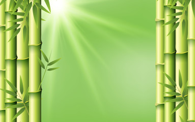 Fototapeta na wymiar Bamboo on green background