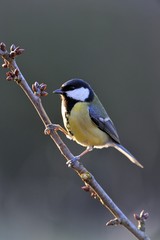 Obraz premium Great Tit (Parus major)