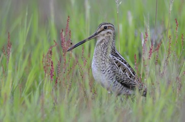 Common Snipe (Gallinago gallinago)