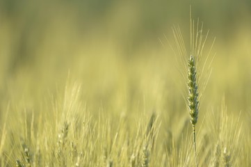 Field of Barley (Hordeum vulgare), Waiblingen, Germany, Europe