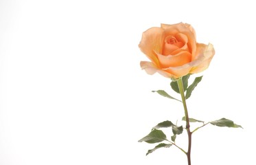 Rose (Rosa)