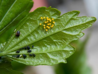 eggs and bugs on the green list