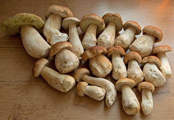 Freshly harvested boletus on a wooden table