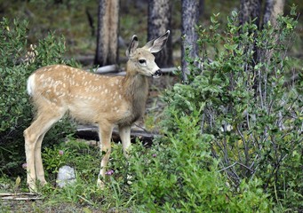 Mule Deer (Odocoileus hemionus), fawn, Jasper National Park, CCanadian Rockies, Alberta, Canada, North America