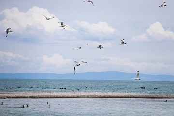 Vintage stylized flying birds above a beach at sunset.