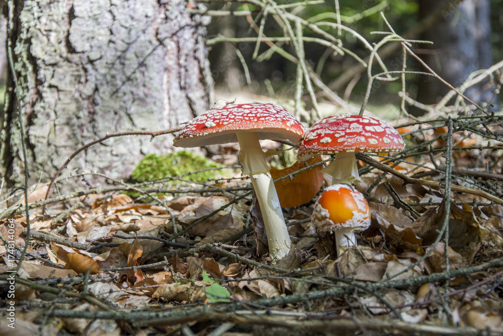 Wall mural amanita muscaria, red mushroom on forest