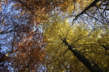 Trees in autumn, Baden-Wuerttemberg, Germany, Europe