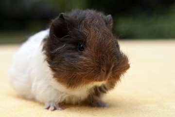 Young guinea pig, Swiss Teddy breed, chocolate-gold-white coloured