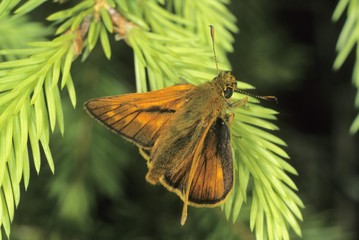 Large skipper (Ochlodes venata)