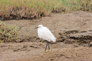 Little egret,  Egretta garzetta, at the lagoon in Walvis Bay