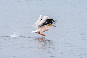 Great white pelican taking off from the lagoon in Walvis Bay