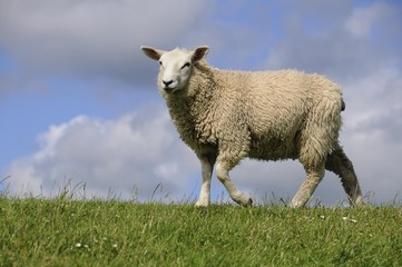 Sheep on a dyke, Soehnke Nissen Koog, North Frisia, Schleswig-Holstein, Germany, Europe