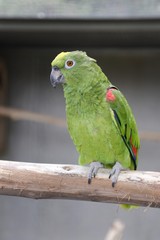 Yellow-crowned Amazon (Amazona ochrocephala) in an aviary in Funchal, Madeira, Portugal, Europe