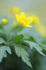 Yellow wood anemone (Anemone ranunculoides)